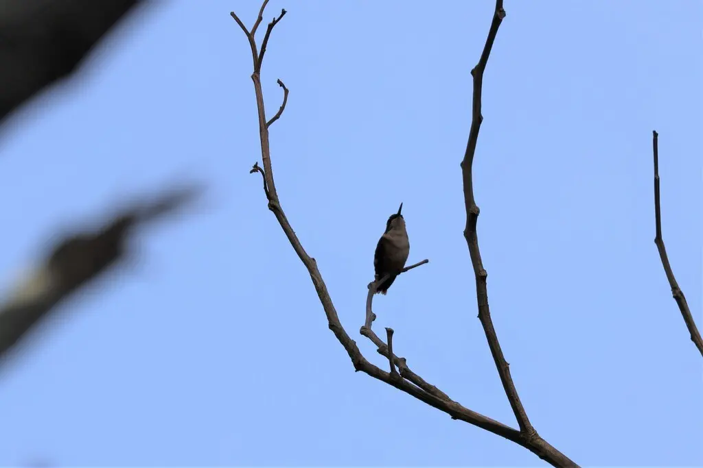 圣玛尔塔林蜂鸟(Chaetocercus astreans)