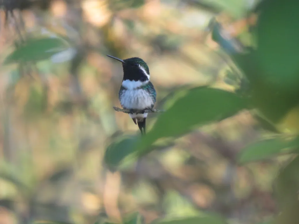 埃斯林蜂鸟(Chaetocercus berlepschi)