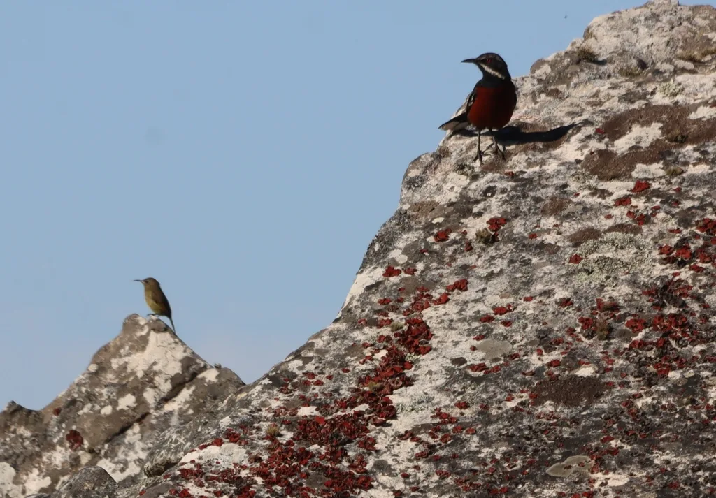 棕岩鸫(Chaetops frenatus)