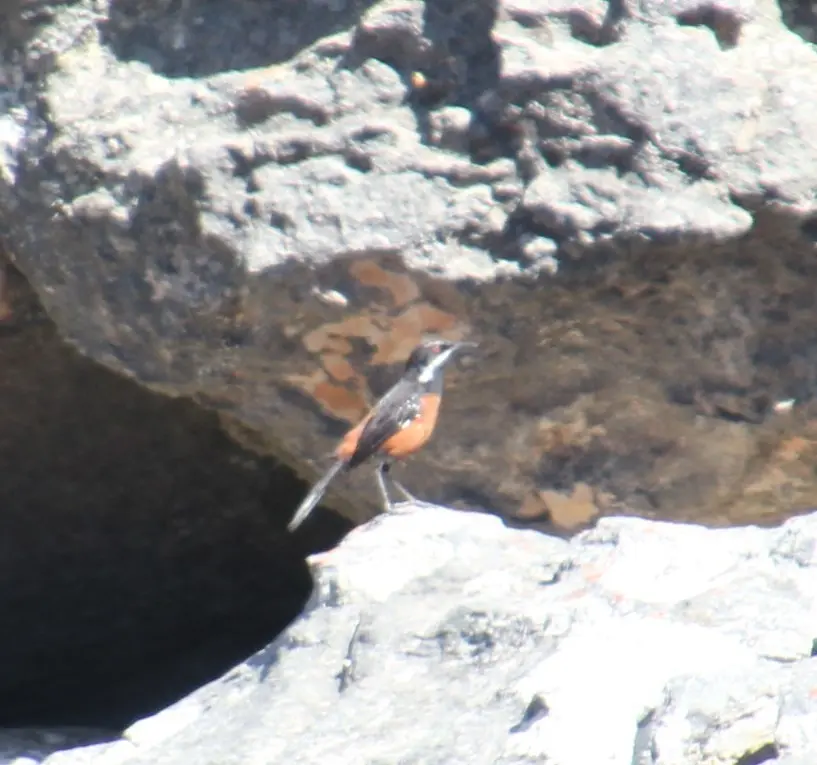 棕岩鸫(Chaetops frenatus)