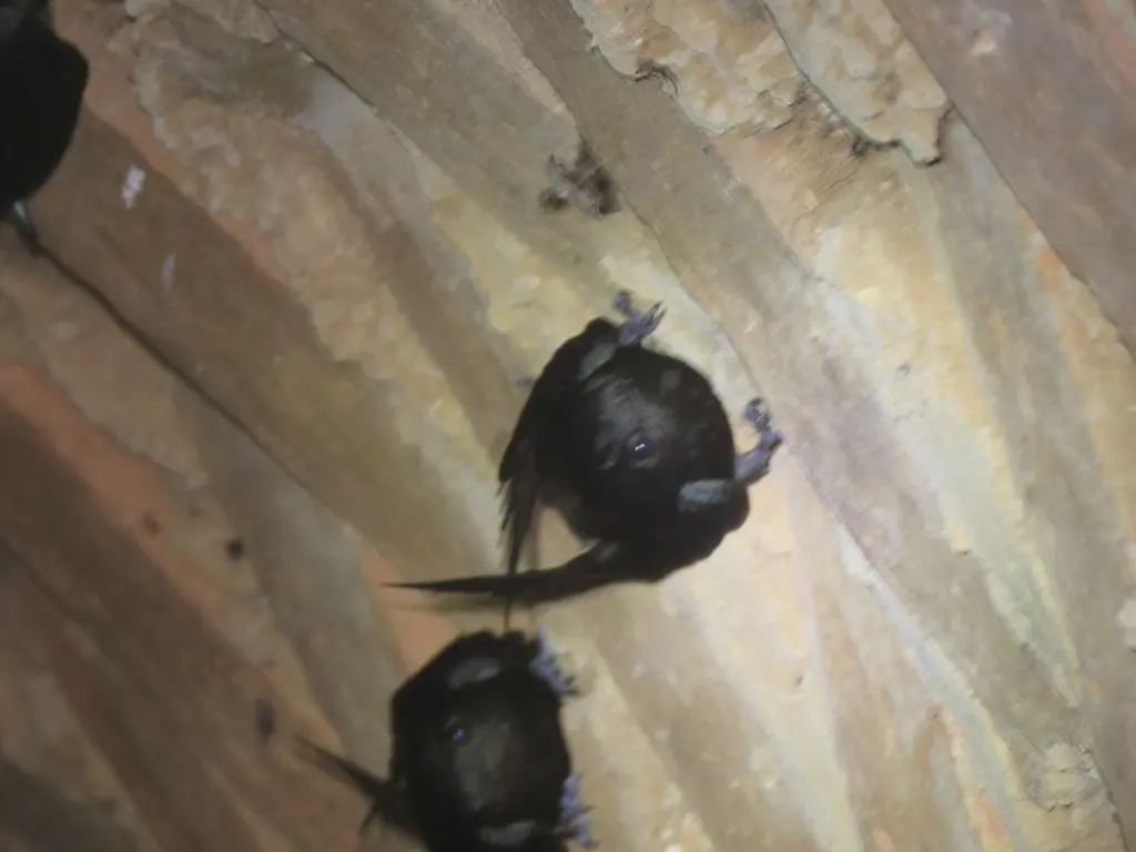 短尾雨燕（Chaetura brachyura）