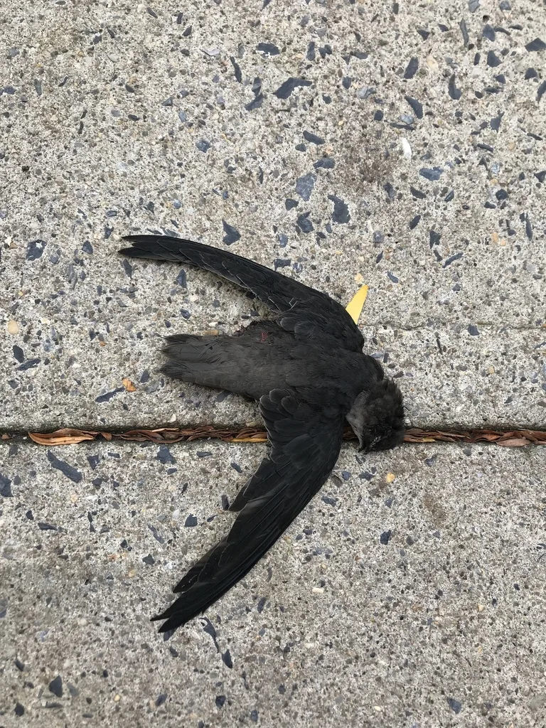 烟囱雨燕（Chaetura pelagica）