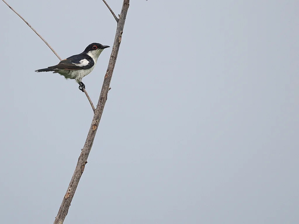 斑翅金鹃(Chalcites crassirostris)