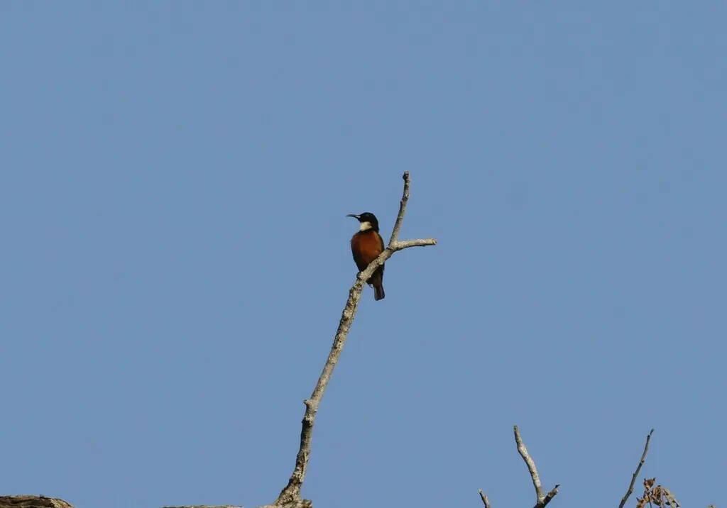 黄喉花蜜鸟（Chalcomitra adelberti）