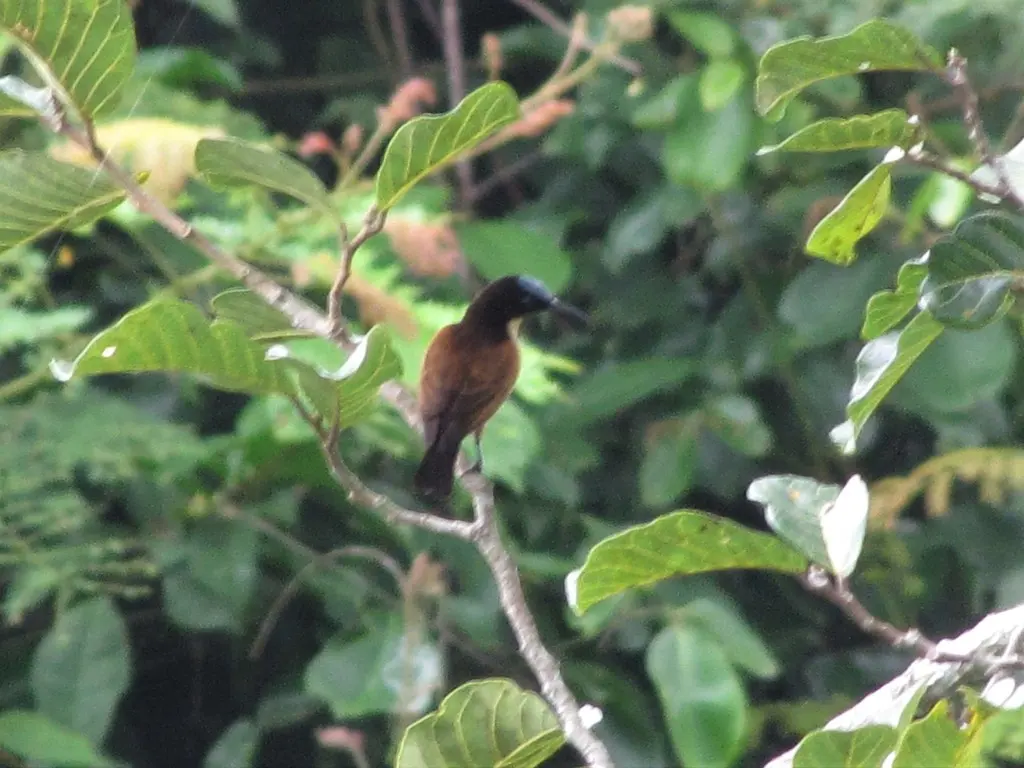 黄喉花蜜鸟（Chalcomitra adelberti）