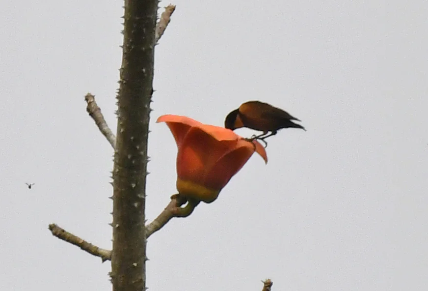 黄喉花蜜鸟（Chalcomitra adelberti）