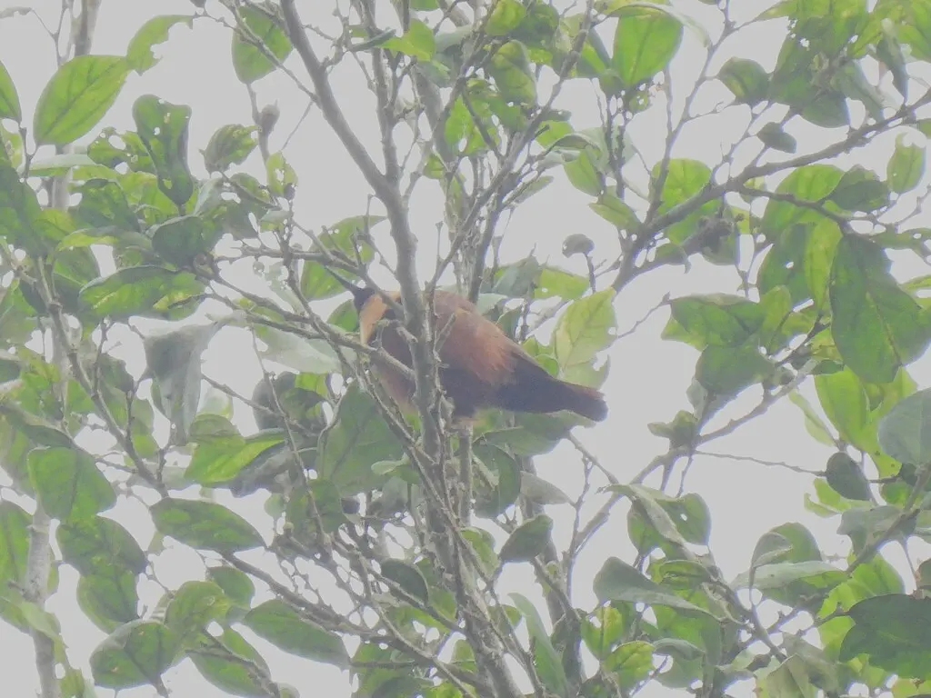 黄喉花蜜鸟（Chalcomitra adelberti）