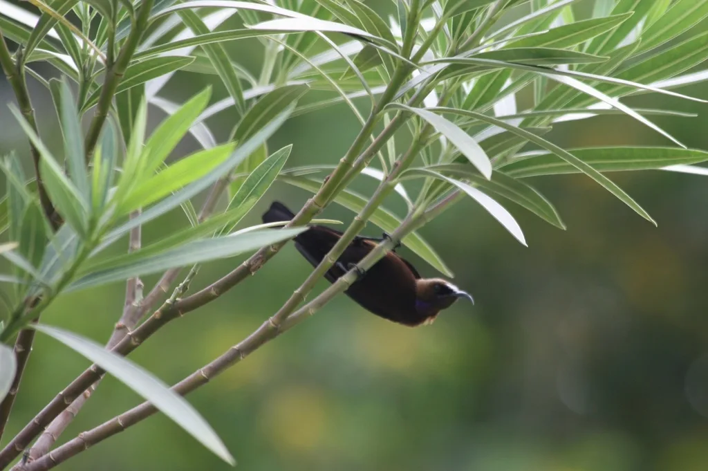 乌色花蜜鸟(Chalcomitra fuliginosa)