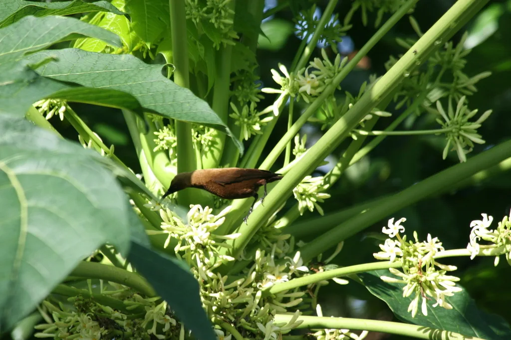 乌色花蜜鸟(Chalcomitra fuliginosa)