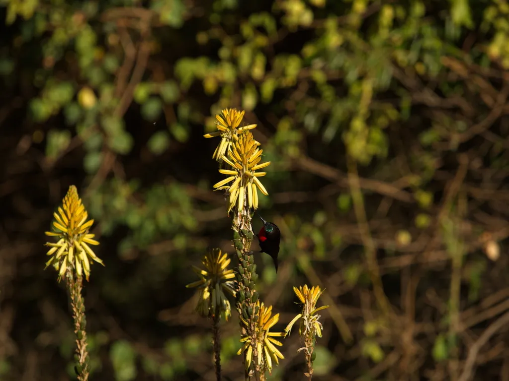 赤胸花蜜鸟(Chalcomitra senegalensis)