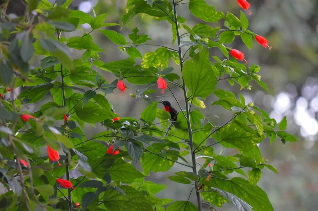 赤胸花蜜鸟(Chalcomitra senegalensis)