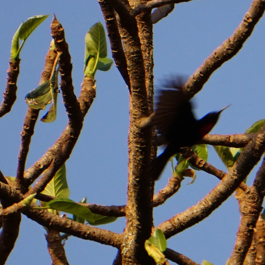 赤胸花蜜鸟(Chalcomitra senegalensis)