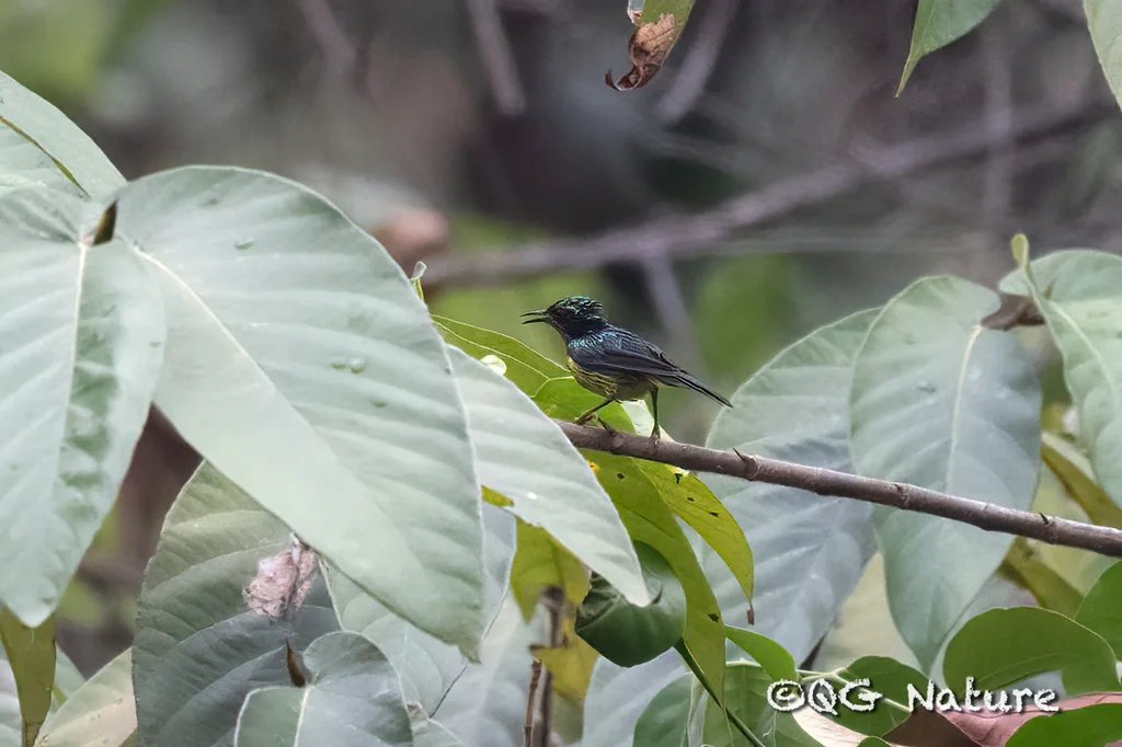 紫颊直嘴太阳鸟(Chalcoparia singalensis)