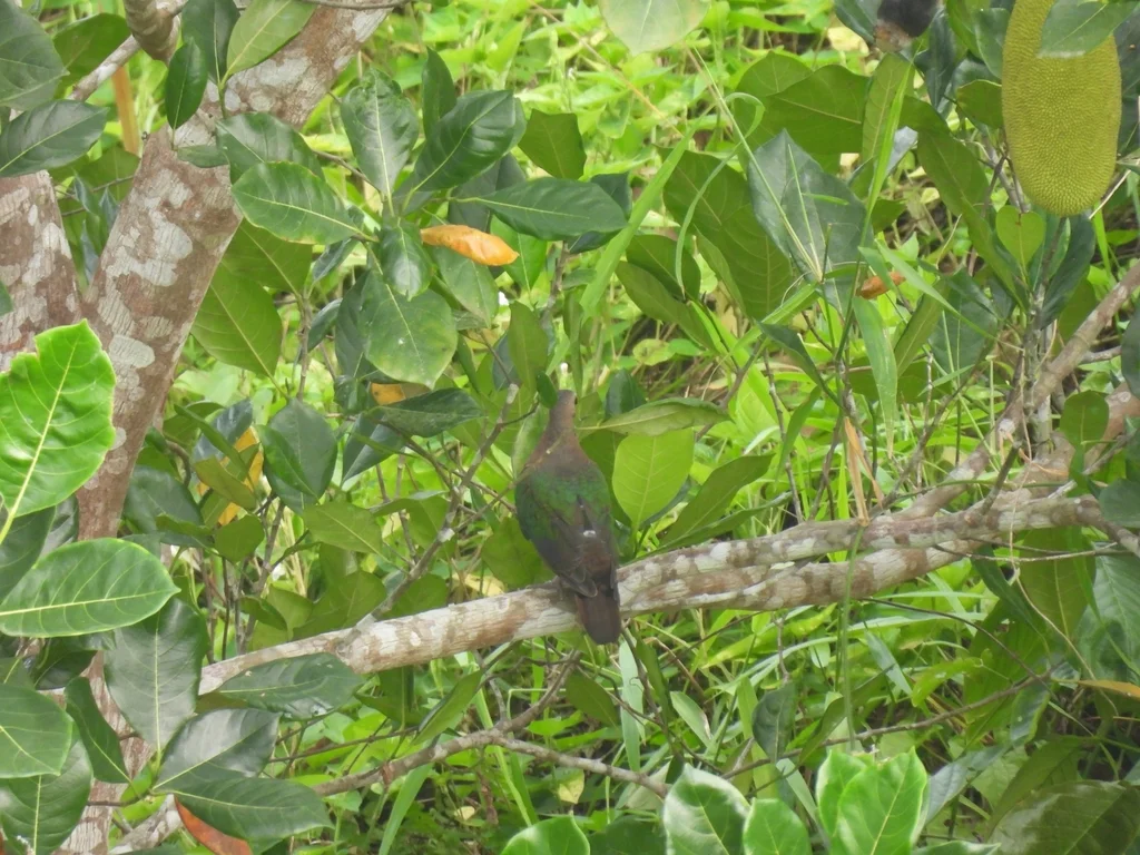 绿翅金鸠(Chalcophaps indica)