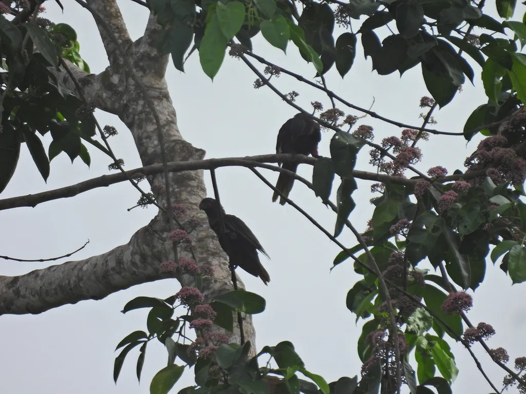 黑鹦鹉(Chalcopsitta atra)