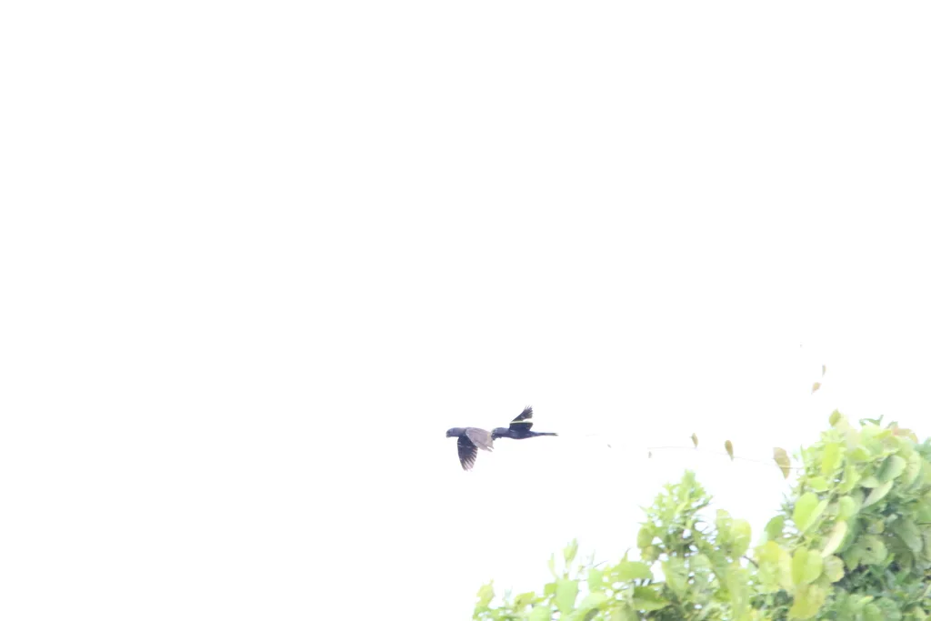 黑鹦鹉(Chalcopsitta atra)