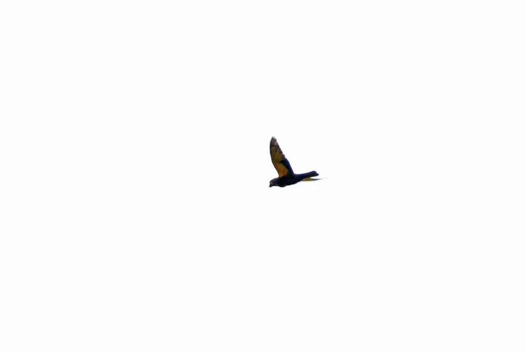 黄额褐鹦鹉(Chalcopsitta duivenbodei)