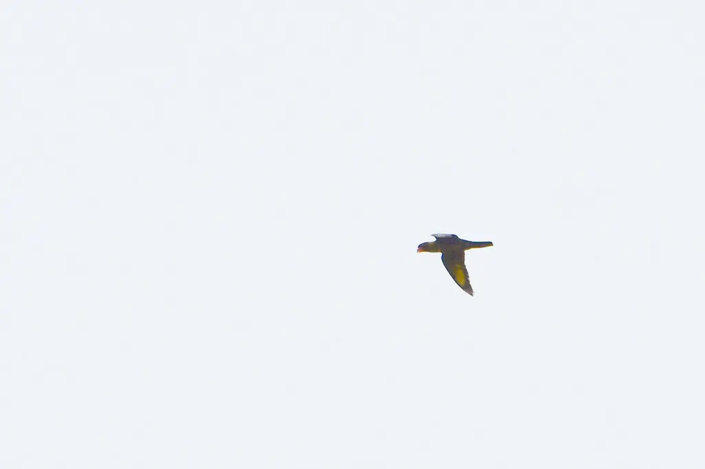 烟色鹦鹉(Chalcopsitta fuscata)