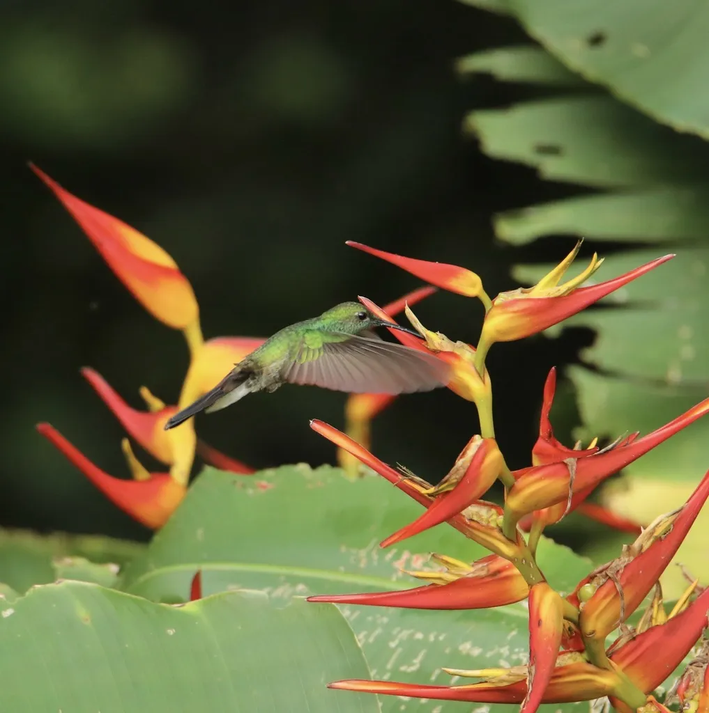 白腹棕尾蜂鸟(Chalybura buffonii)