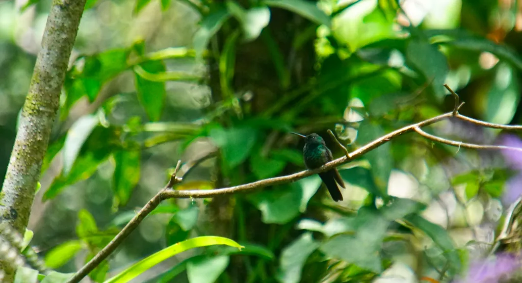 斑胸棕尾蜂鸟(Chalybura urochrysia)