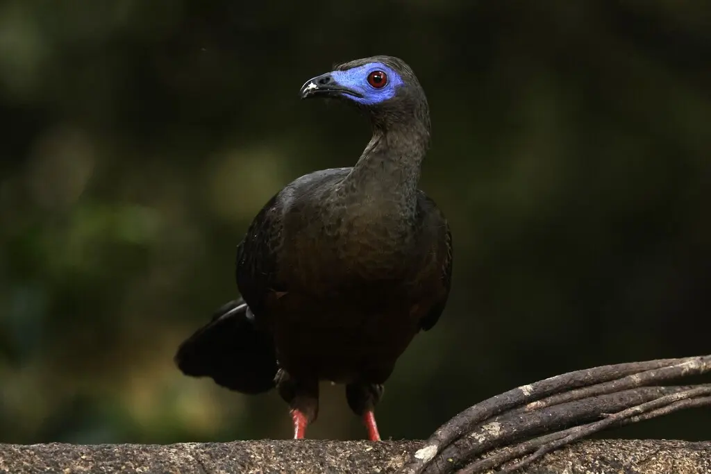 褐镰翅冠雉(Chamaepetes goudotii)