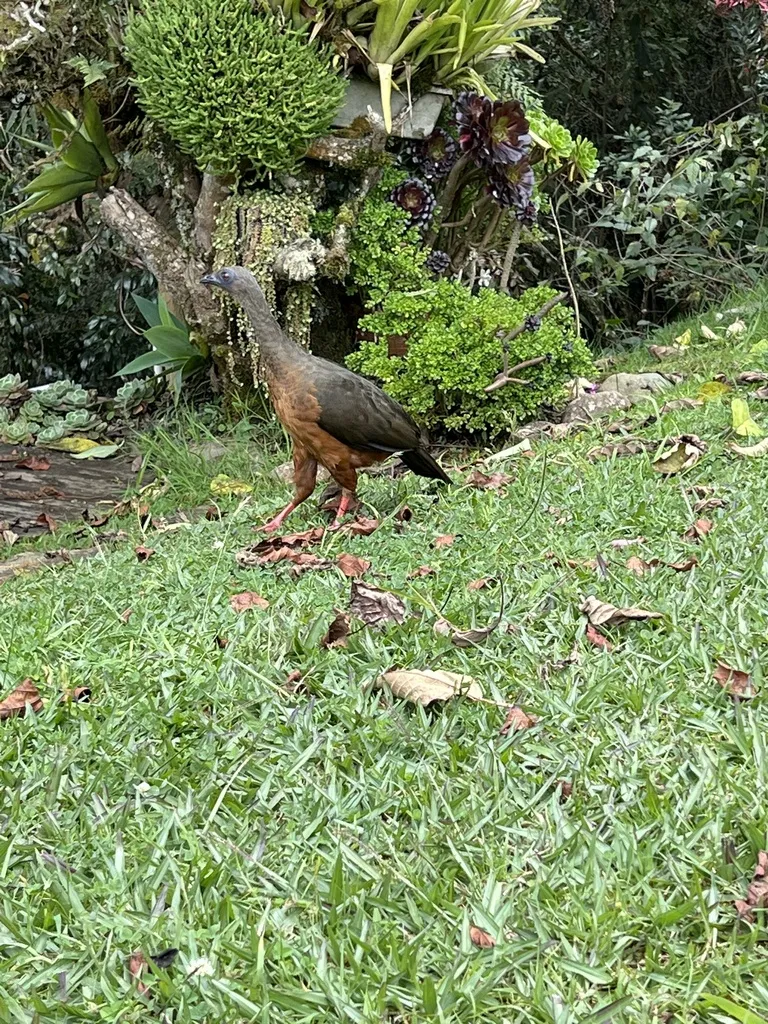 褐镰翅冠雉(Chamaepetes goudotii)