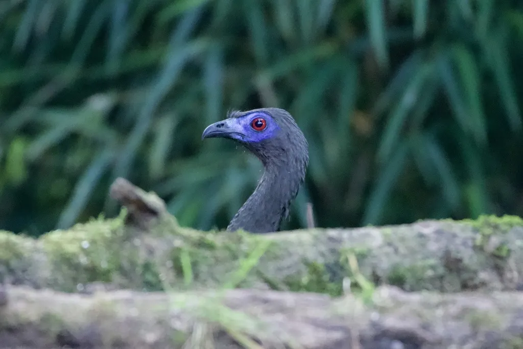 褐镰翅冠雉(Chamaepetes goudotii)