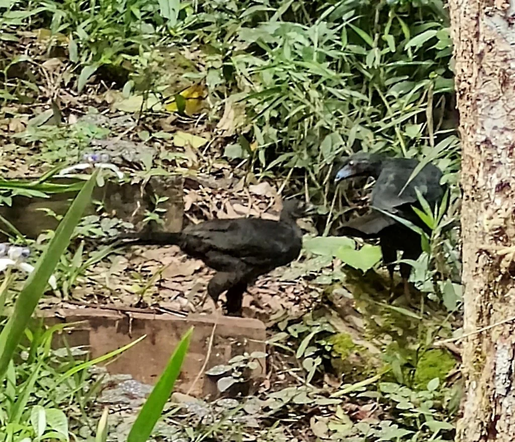 黑镰翅冠雉(Chamaepetes unicolor)