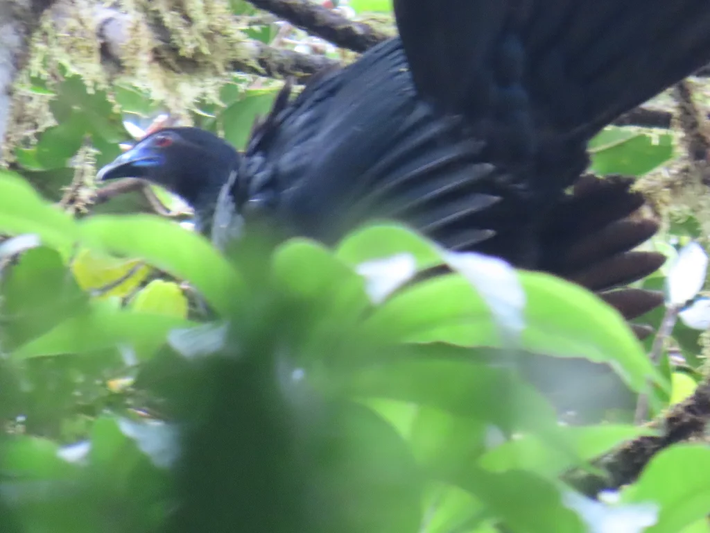 黑镰翅冠雉(Chamaepetes unicolor)