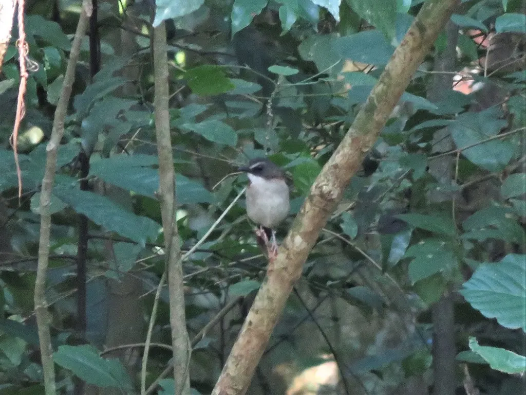 褐胸鸲鸫(Chamaetylas poliocephala)