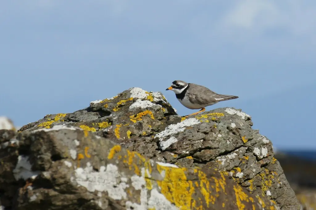剑鸻(Charadrius hiaticula)