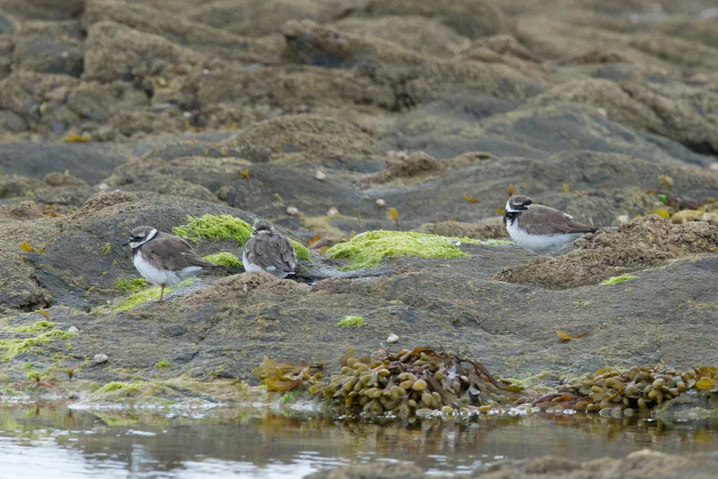剑鸻(Charadrius hiaticula)