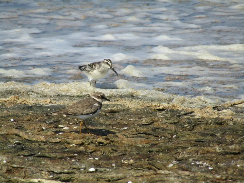 剑鸻(Charadrius hiaticula)