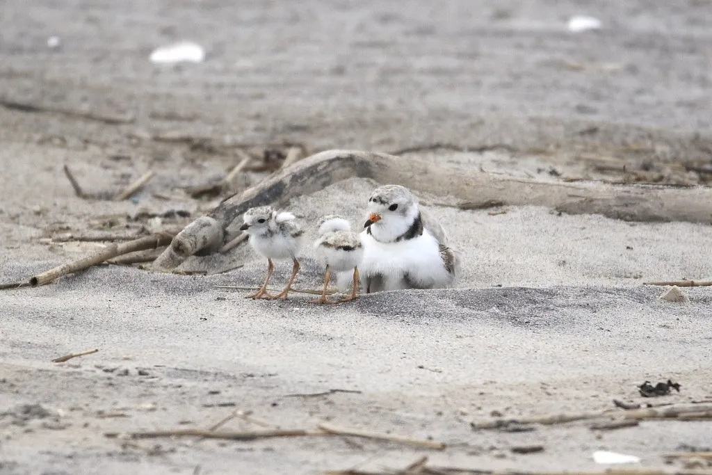 笛鸻(Charadrius melodus)