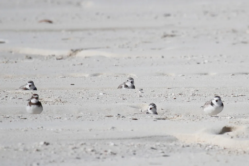 笛鸻(Charadrius melodus)