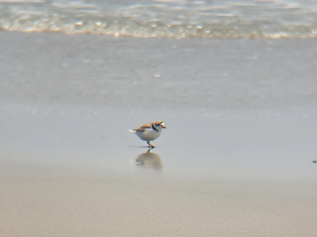笛鸻(Charadrius melodus)