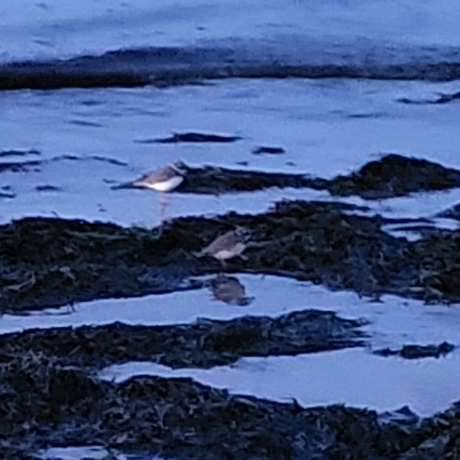 笛鸻(Charadrius melodus)