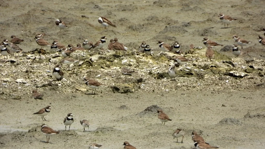 半蹼鸻(Charadrius semipalmatus)