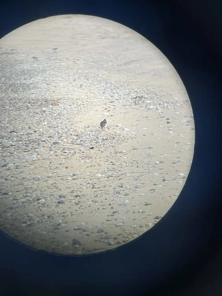 半蹼鸻(Charadrius semipalmatus)