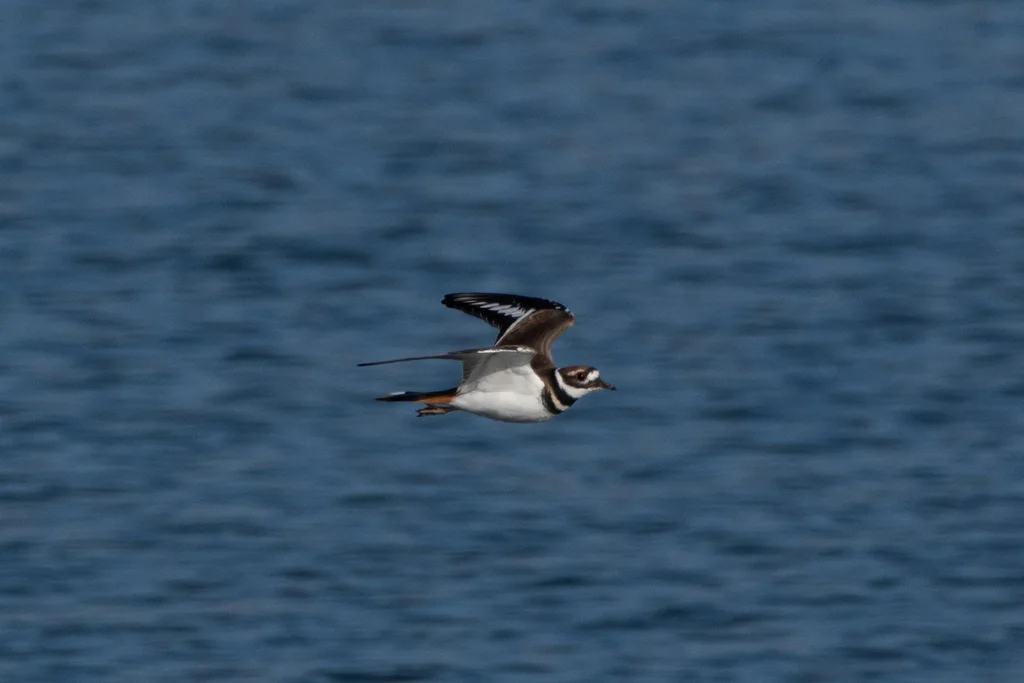 双领鸻(Charadrius vociferus)