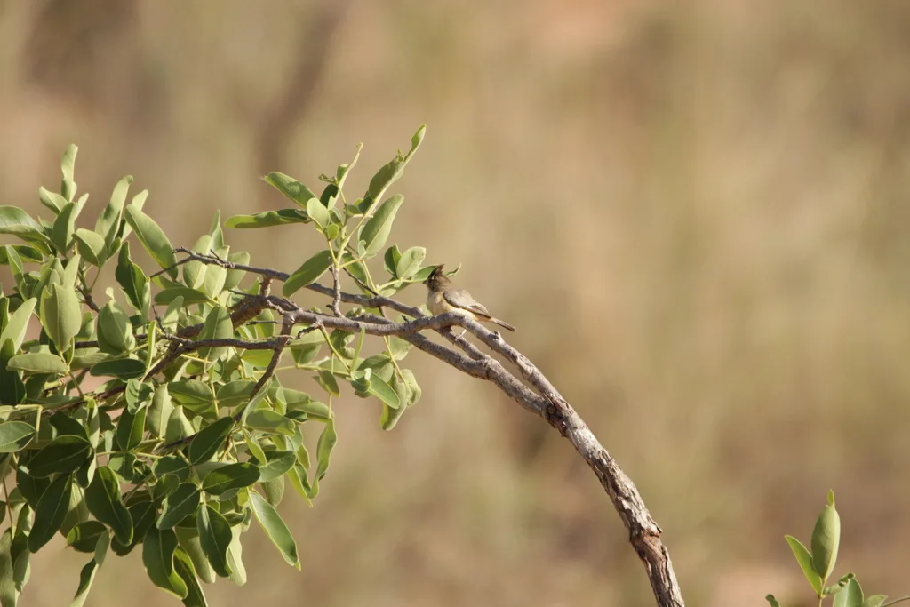 煤冠雀(Charitospiza eucosma)