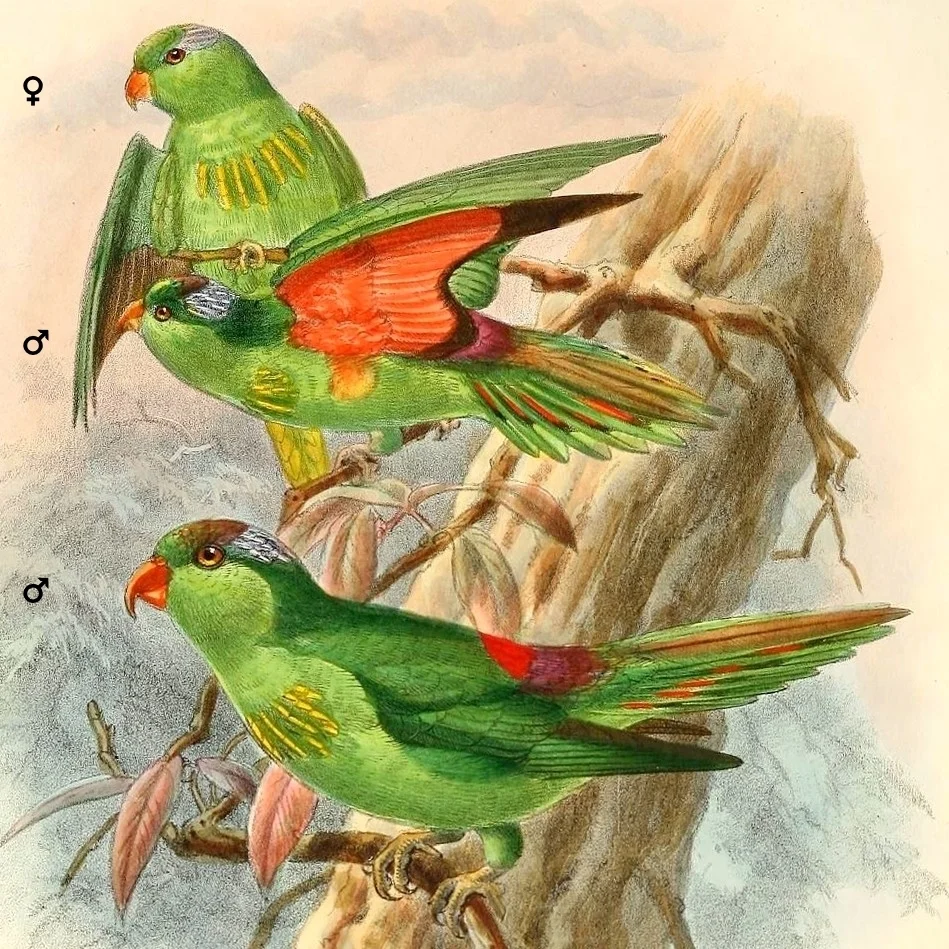 威氏鹦鹉(Charminetta wilhelminae)