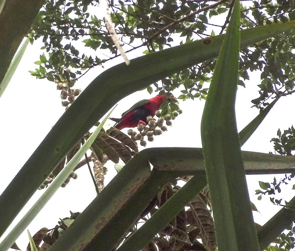 飘带尾鹦鹉(Charmosyna stellae)