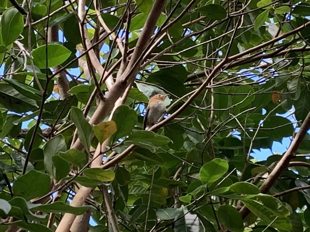檀香山蚋鹟(Chasiempis ibidis)