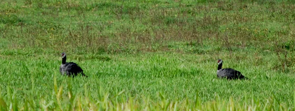 黑颈冠叫鸭(Chauna chavaria)