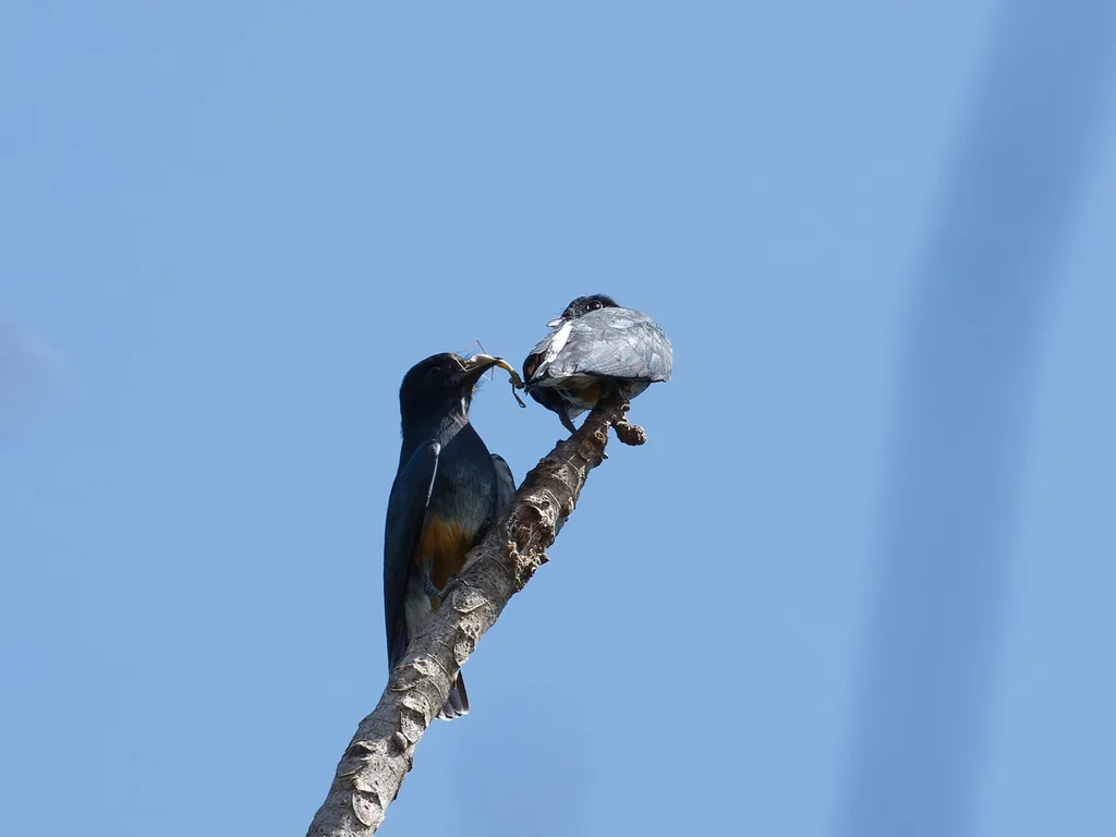 燕翅䴕(Chelidoptera tenebrosa)