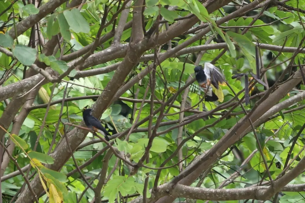 燕翅䴕(Chelidoptera tenebrosa)