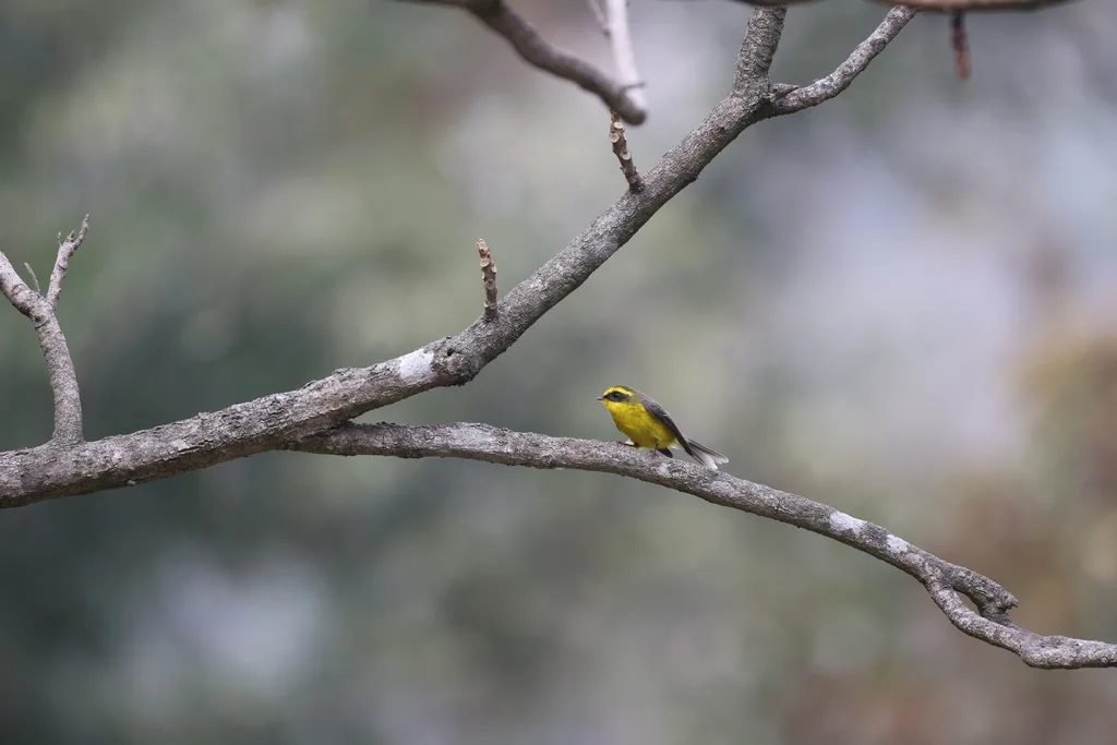 黄腹扇尾鹟(Chelidorhynx hypoxanthus)