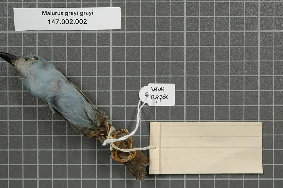 阔嘴细尾鹩莺(Chenorhamphus grayi)