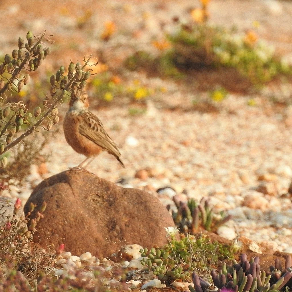 直爪百灵(Chersomanes albofasciata)